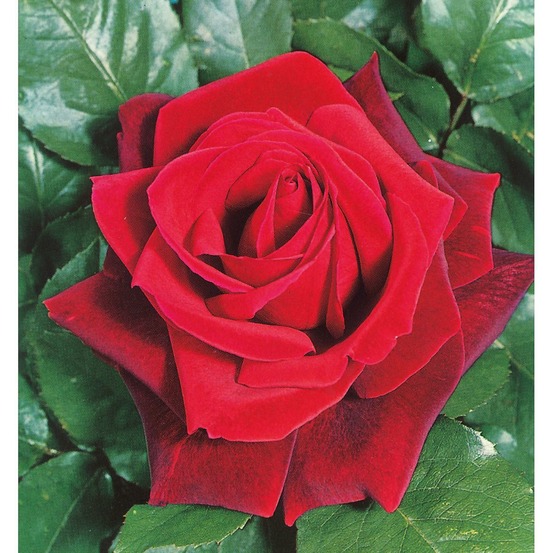 Rosier queen elisabeth rouge - le rosier