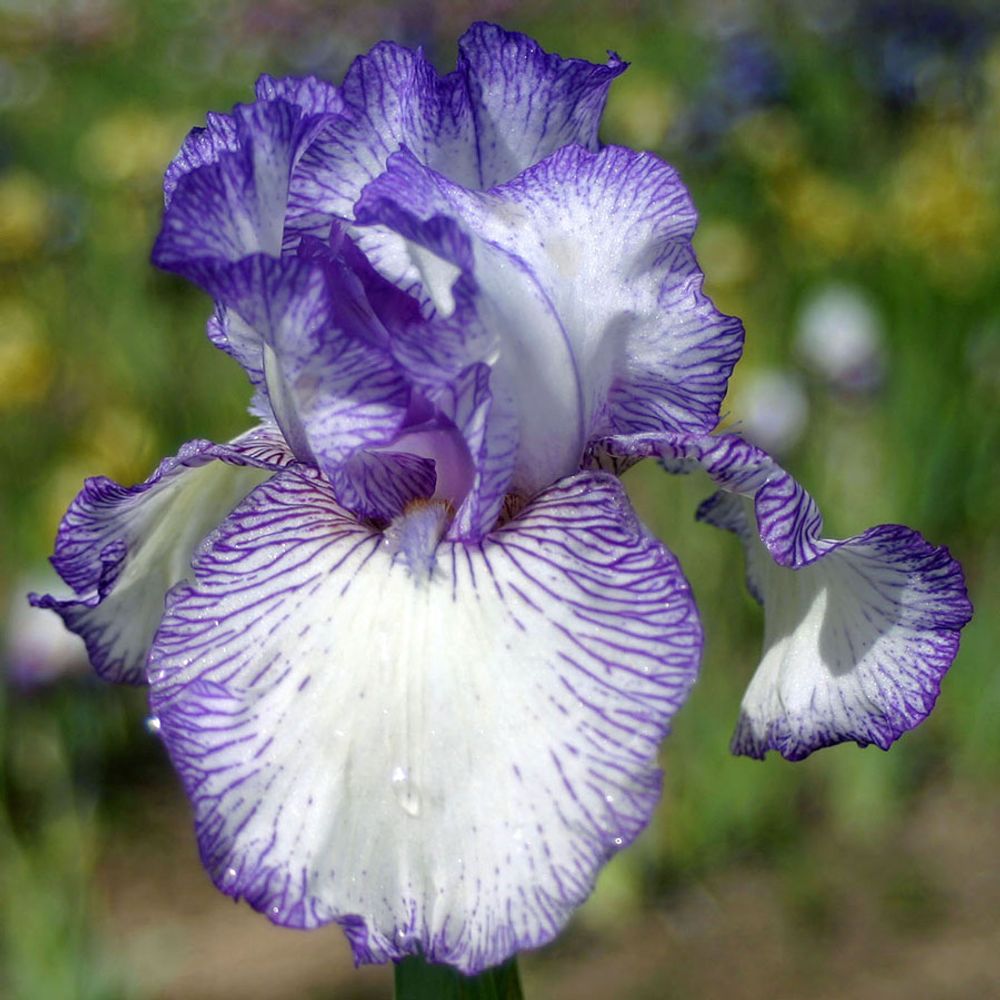 Iris des jardins 'autumn circus ' rhizome, calibre 4/6