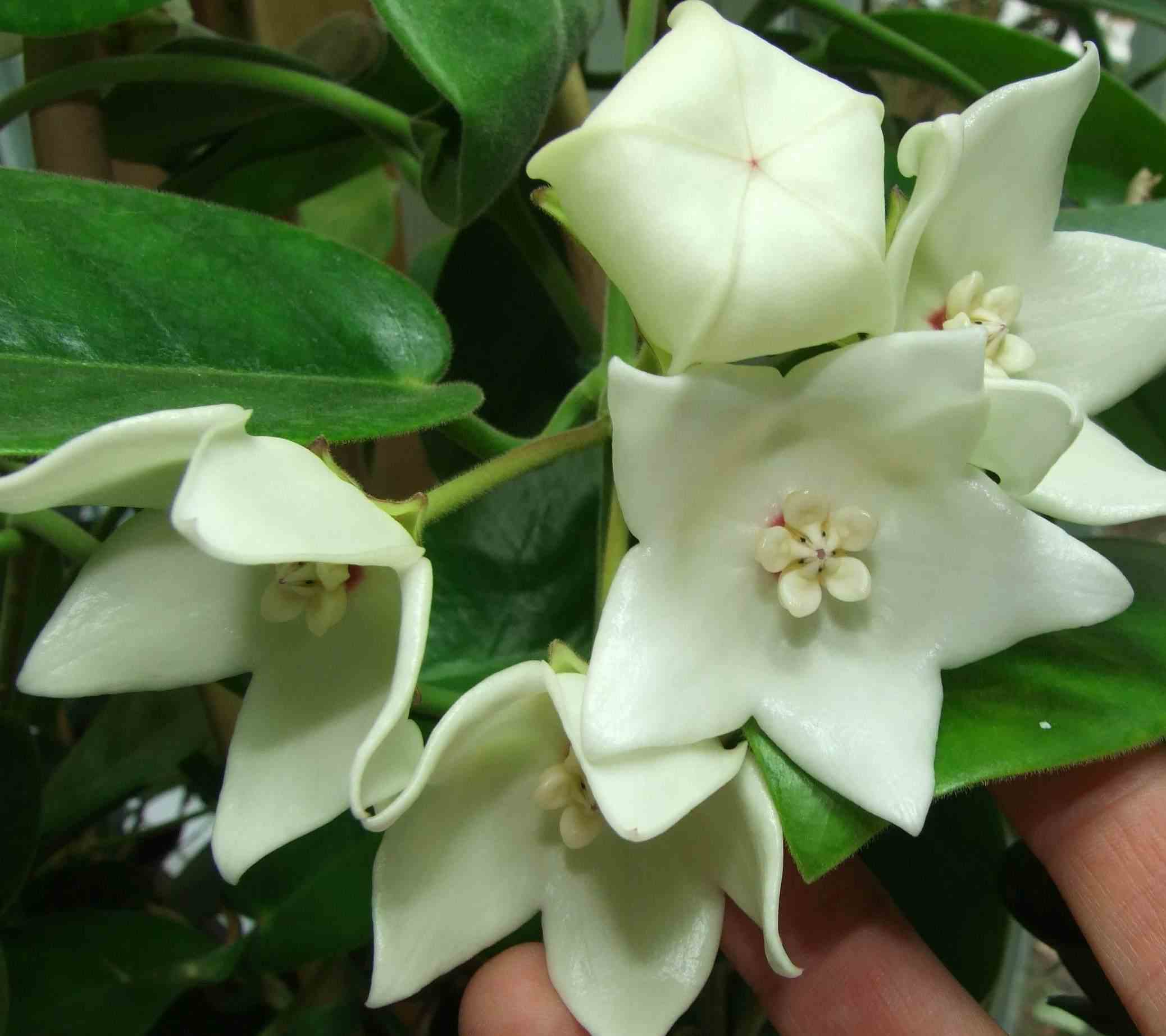 Hoya magnifica (fleur de porcelaine, fleur de cire)   blanc - taille pot de 2 litres - 20/40 cm