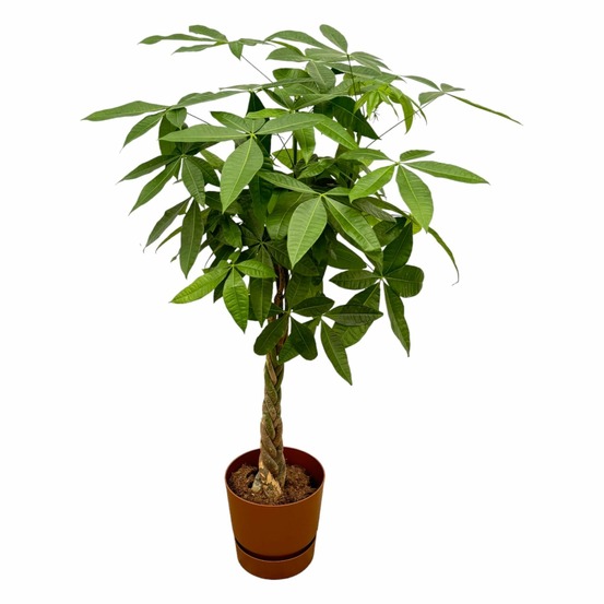 Pachira aquatica et son pot marron + reservoir - hauteur 160cm