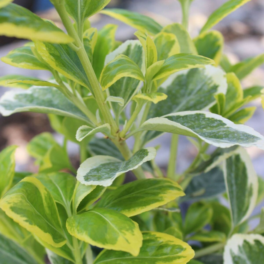 Fusain du japon président gauthier, euonymus pot de 7,5l - 60/80 cm