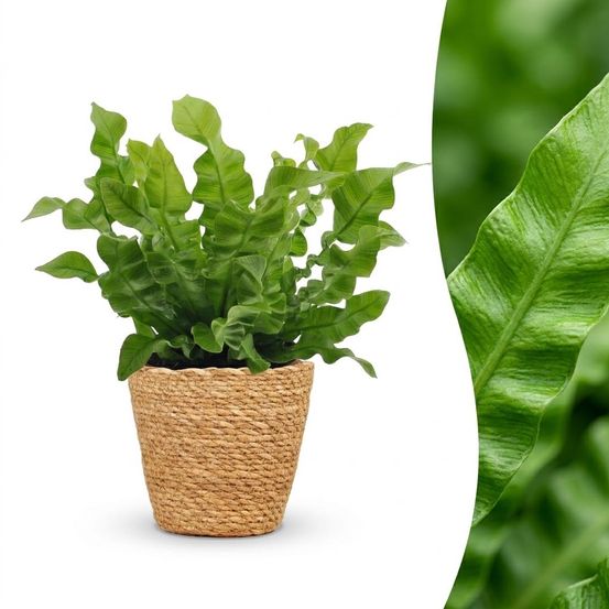 Asplenium crispy wave - fougère crispy wave - pot de 12cm - plantes d'intérieur