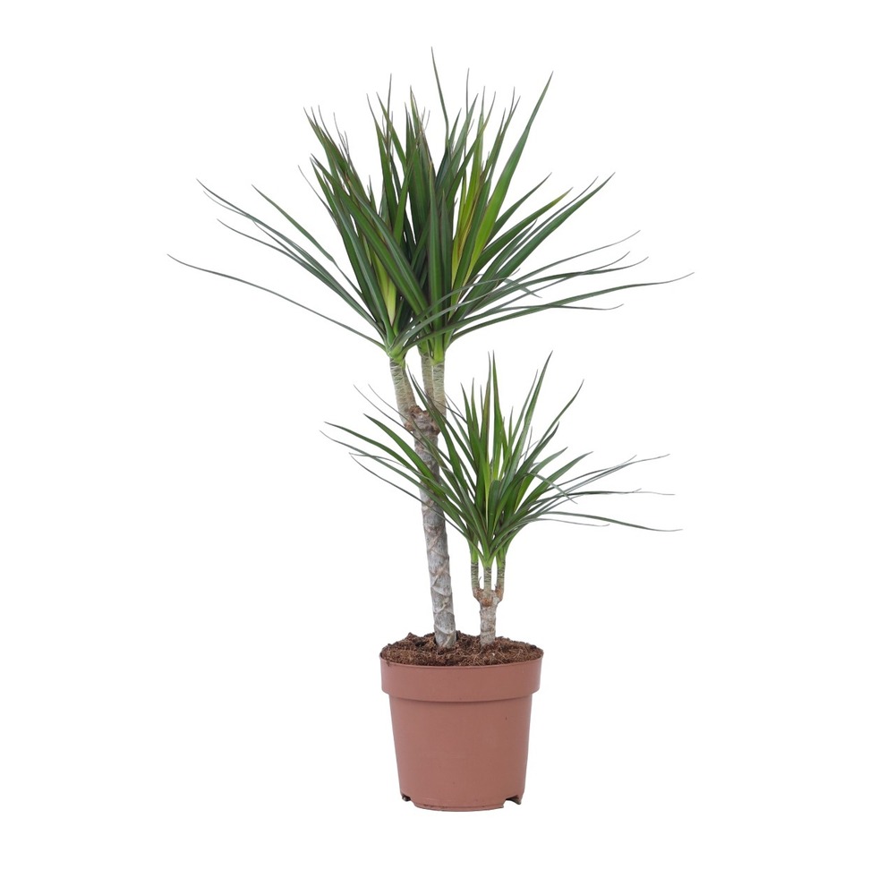 Dragonnier - dracaena marginata - hauteur 70-80cm - ⌀17cm