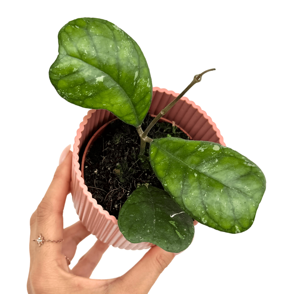 Hoya deykeae - pot de 8cm