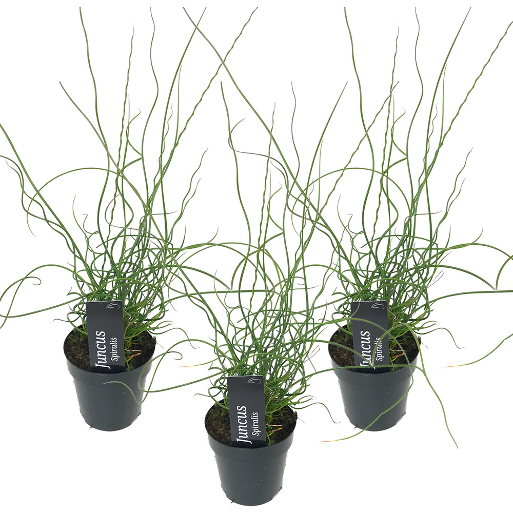Lot de 3 - juncus spiralis - jonc spiralé - plantes de bassin - hauteur 20-30 cm - pot 9 cm