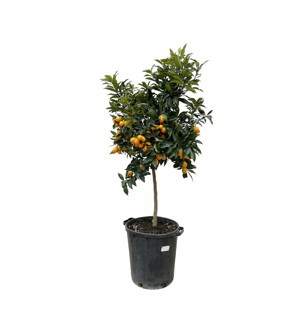 Plante d'intérieur - citrus kumquat 150cm