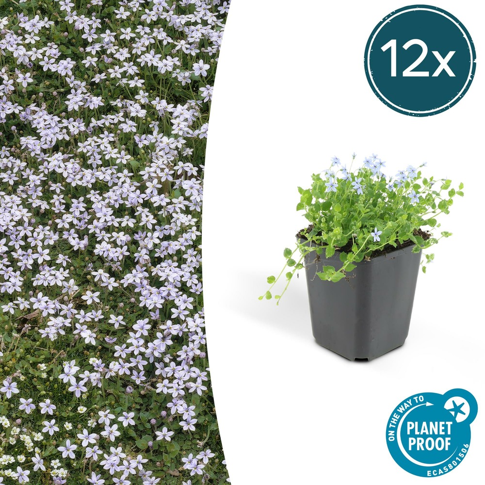 Isotoma fluviatilis x12 – entre 0,75 et 1m2