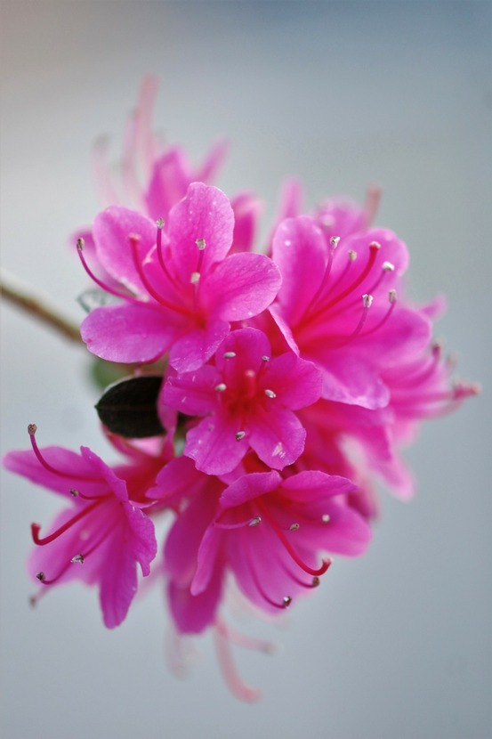 Azalée du japon 'amoena' - en pot de 1 litre