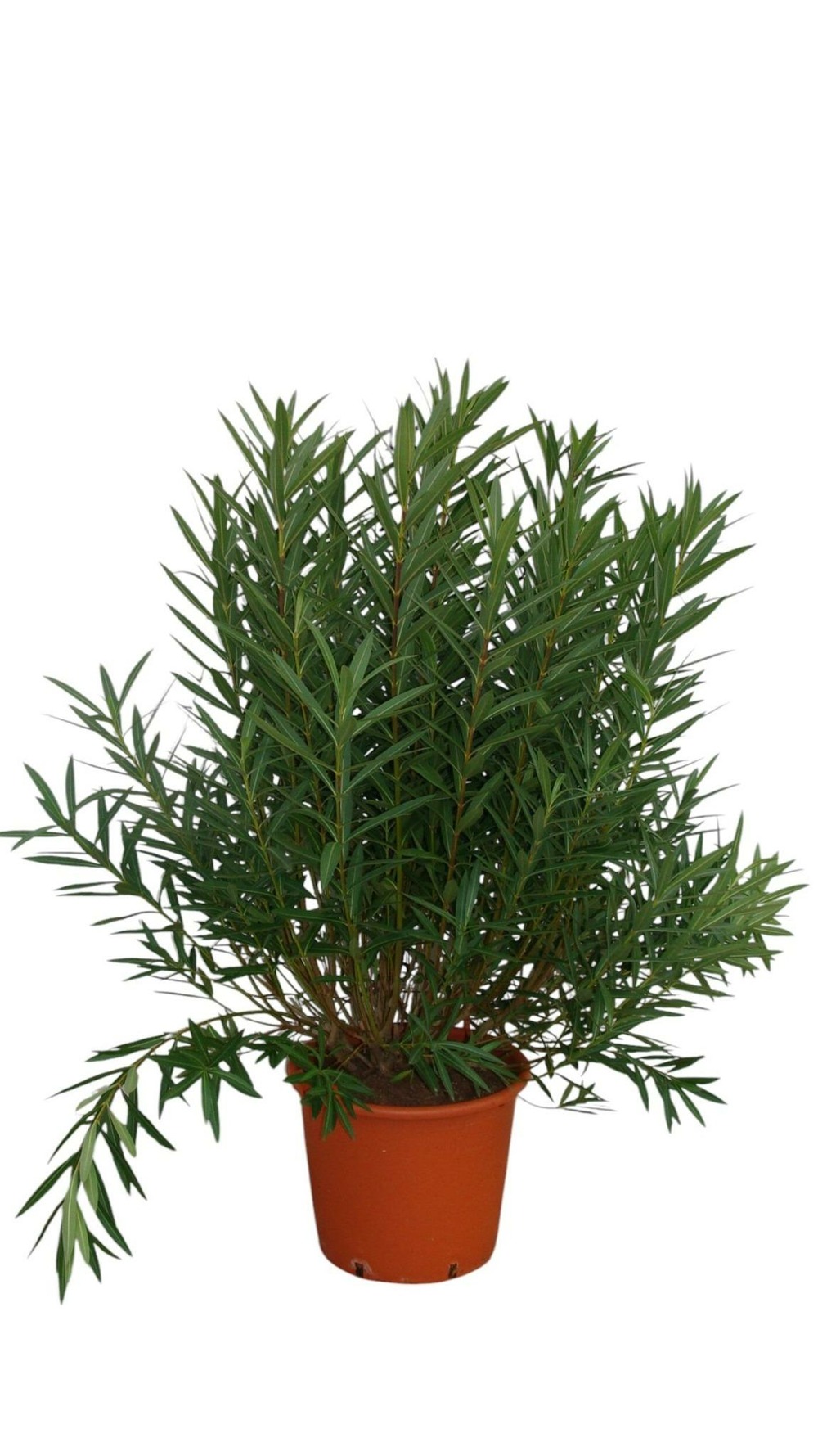 Laurier rose 'emile sahut' - pot 50 l - h 180 cm