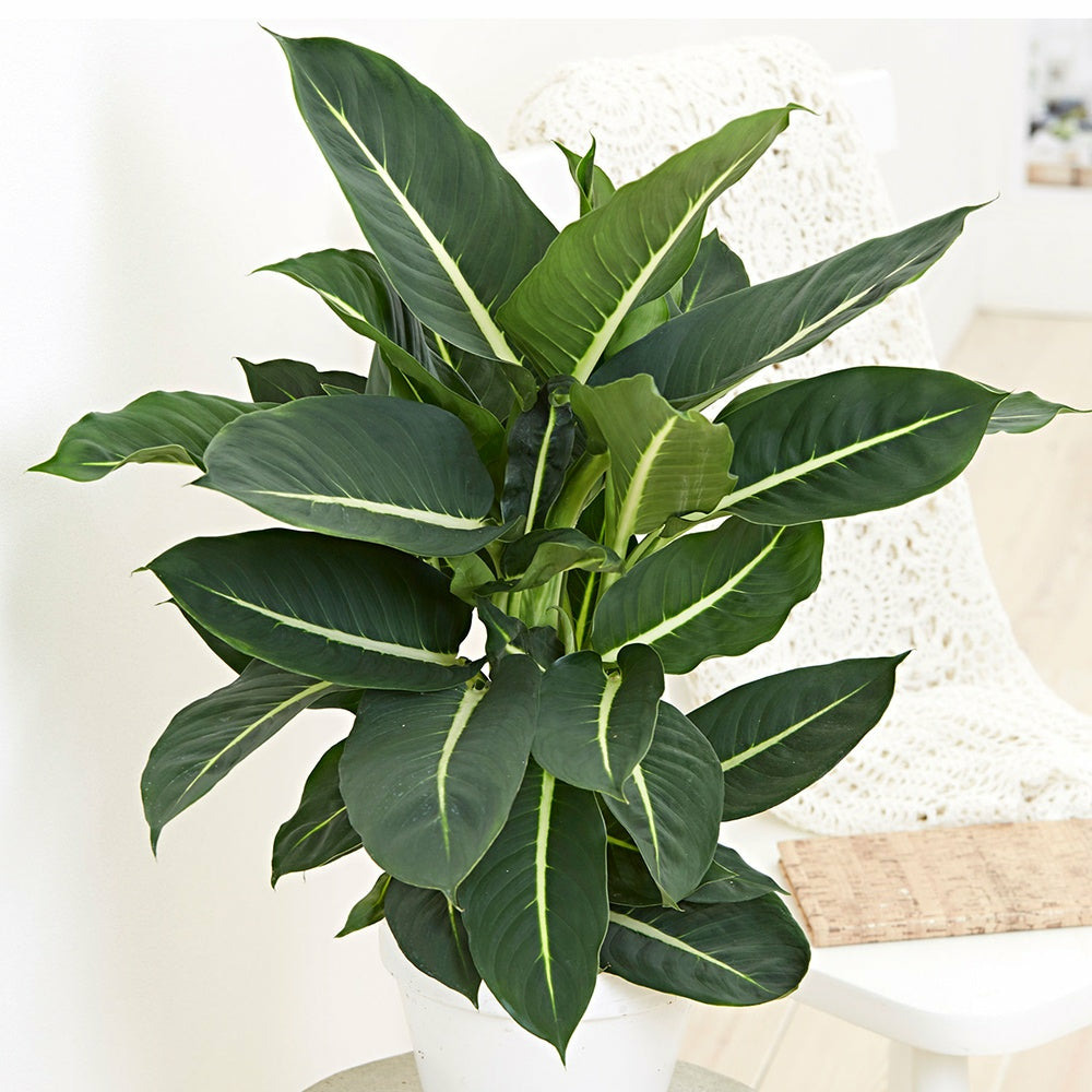 Dieffenbachia green magic - le pot / ø 17cm / hauteur livrée 55-60cm