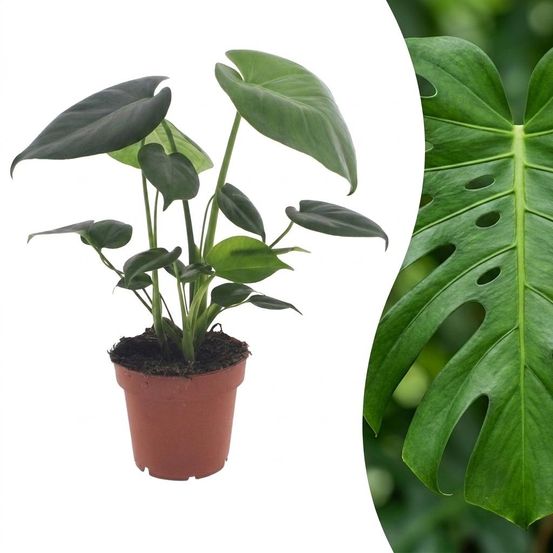 Monstera deliciosa - pot de 12cm - plantes d'intérieur