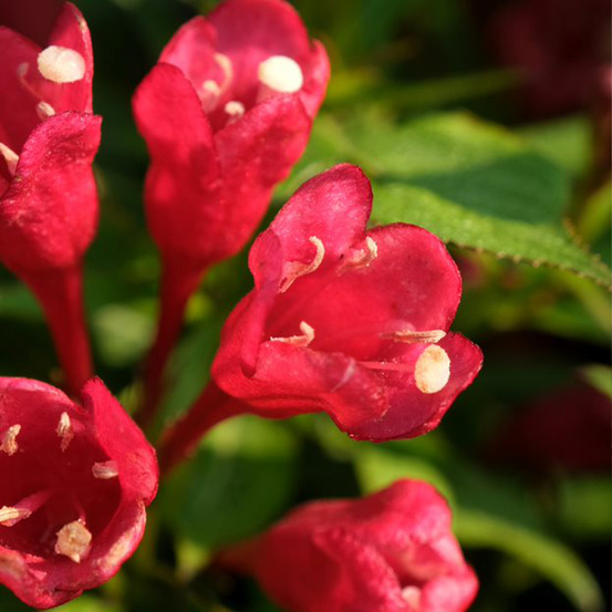 Weigela 'picobella rosso' pot de 2l/3l