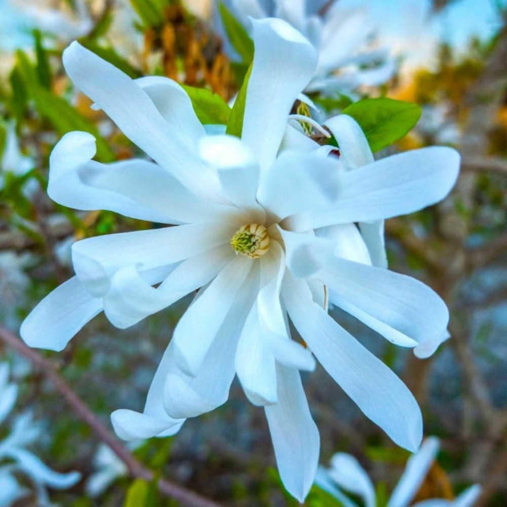 Magnolia étoilé (magnolia stellata)