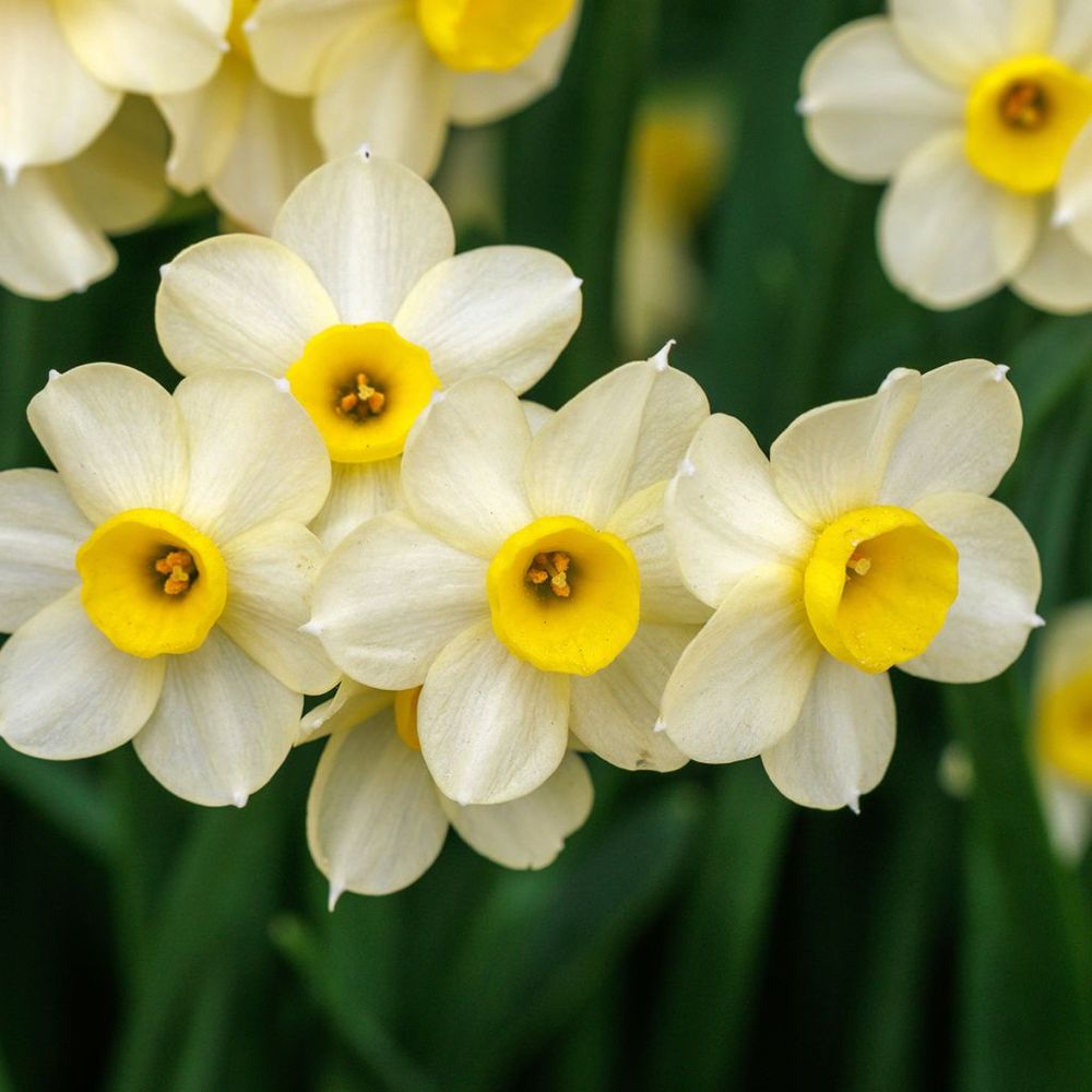 Narcisse 'minnow' bulbe calibre 10/12 (par 15)