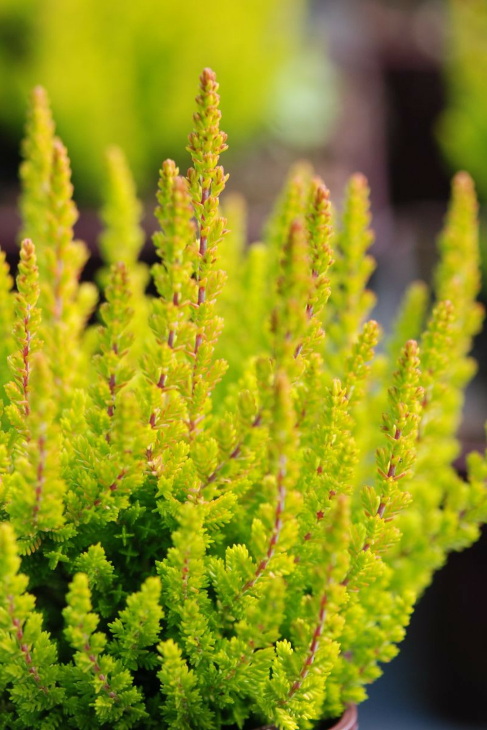 Bruyère d'été zoé' - en pot de 1 litre