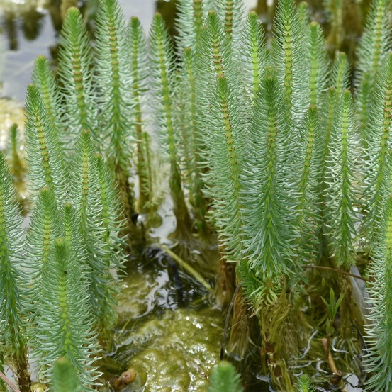 Pesse d'eau - hippuris vulgaris - le pot / ø 11cm
