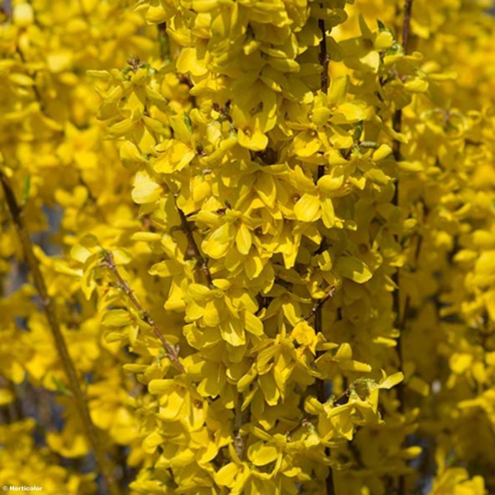 Mimosa de paris 'weekend' pot de 7,5l/10l