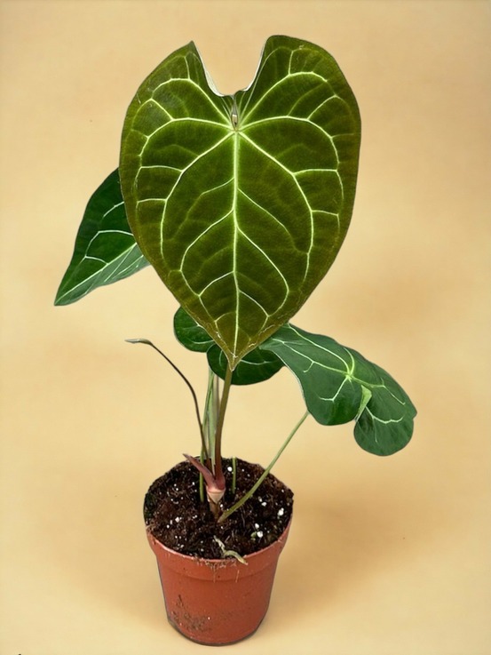 Anthurium magnificum x crystallinum