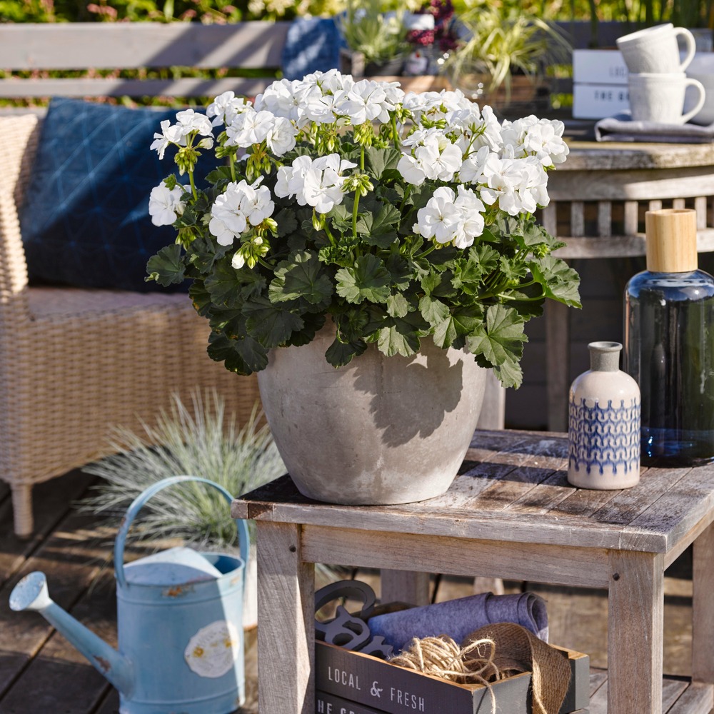 3 géraniums à massifs blancs - les 3 pots / ø 10.5cm