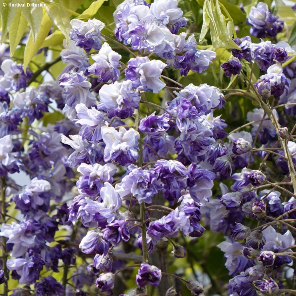 Glycine 'grande diva cecilia' pot de 4l/5l