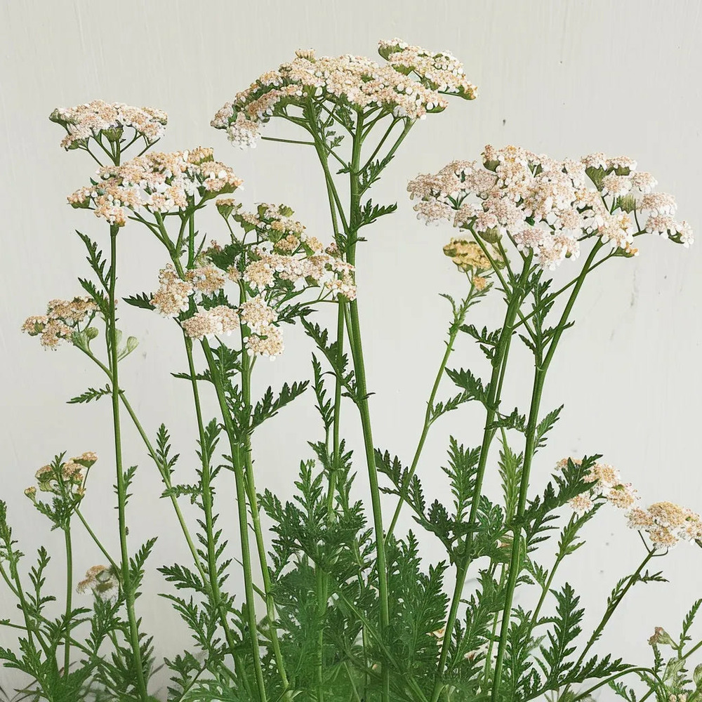 1000 graines d'achillée millefeuille - semisauvage permaculture