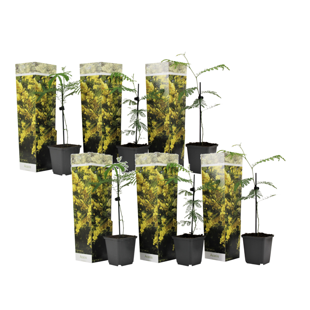 Fleur de mimosa - set de 6 - mimosa dealbata - hauteur 25-40cm - ⌀9cm