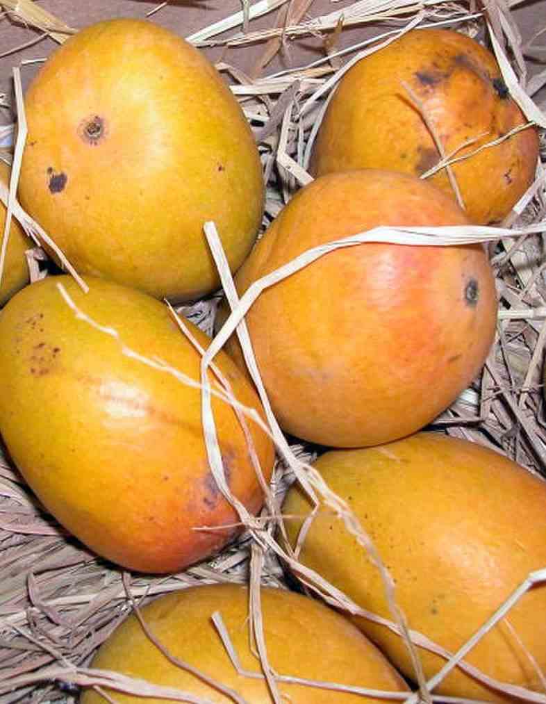 Manguier   mangifera indica var.gomera taille pot de 7 litres ? 80/100 cm -   jaune