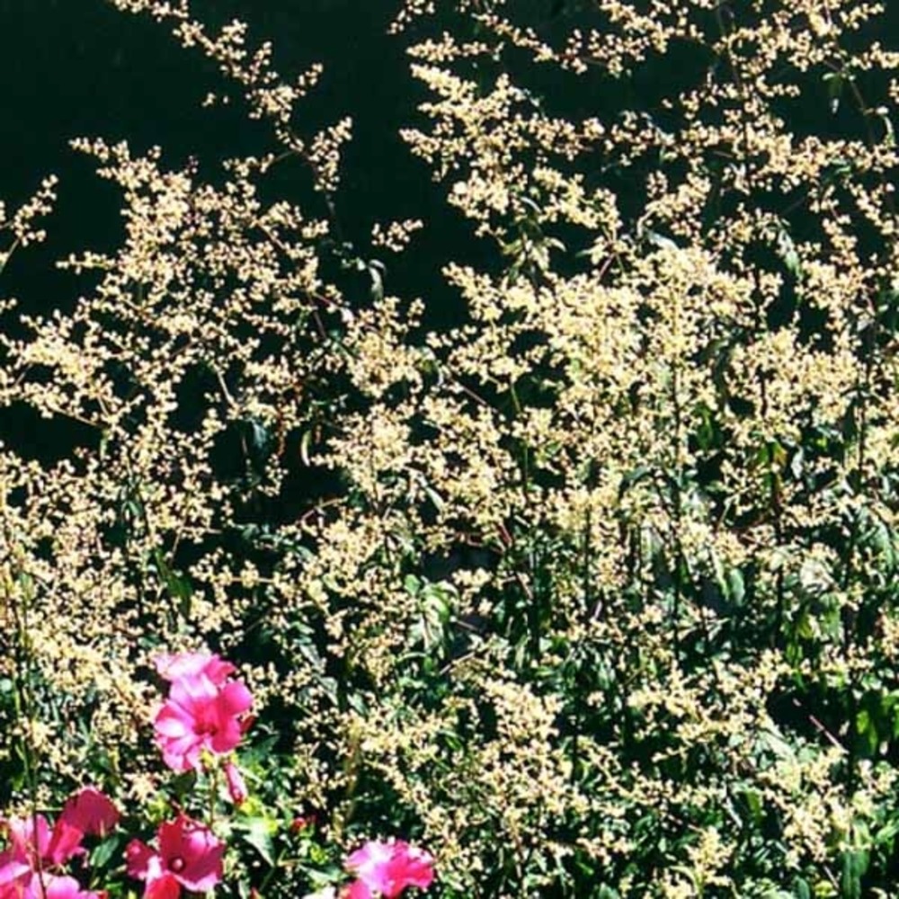 Armoise chinoise 'guizhou' godet de 8/9 cm