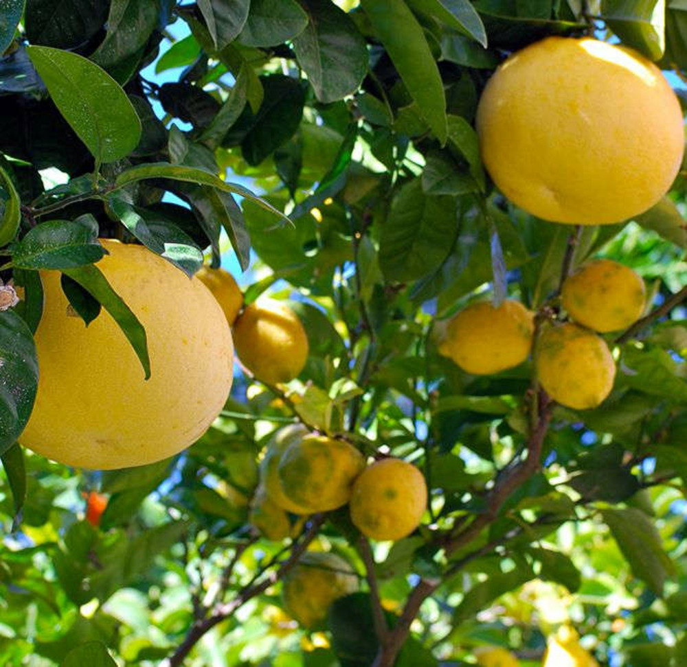 Agrumes citrus x paradisii var. Star ruby (pamplemoussier rose) pot de 10 litres ? 140/160 cm