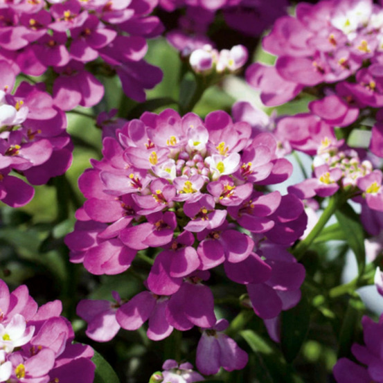 Iberis absolutely amethyst lot de 3 godets