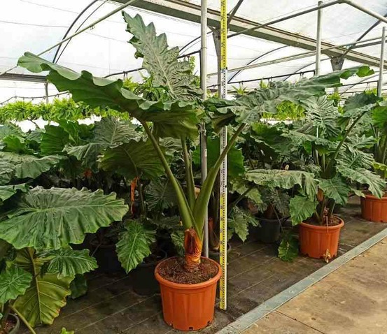 Alocasia portodora (oreille d'éléphant géant, taro) taille pot de 65l - 150/160cm