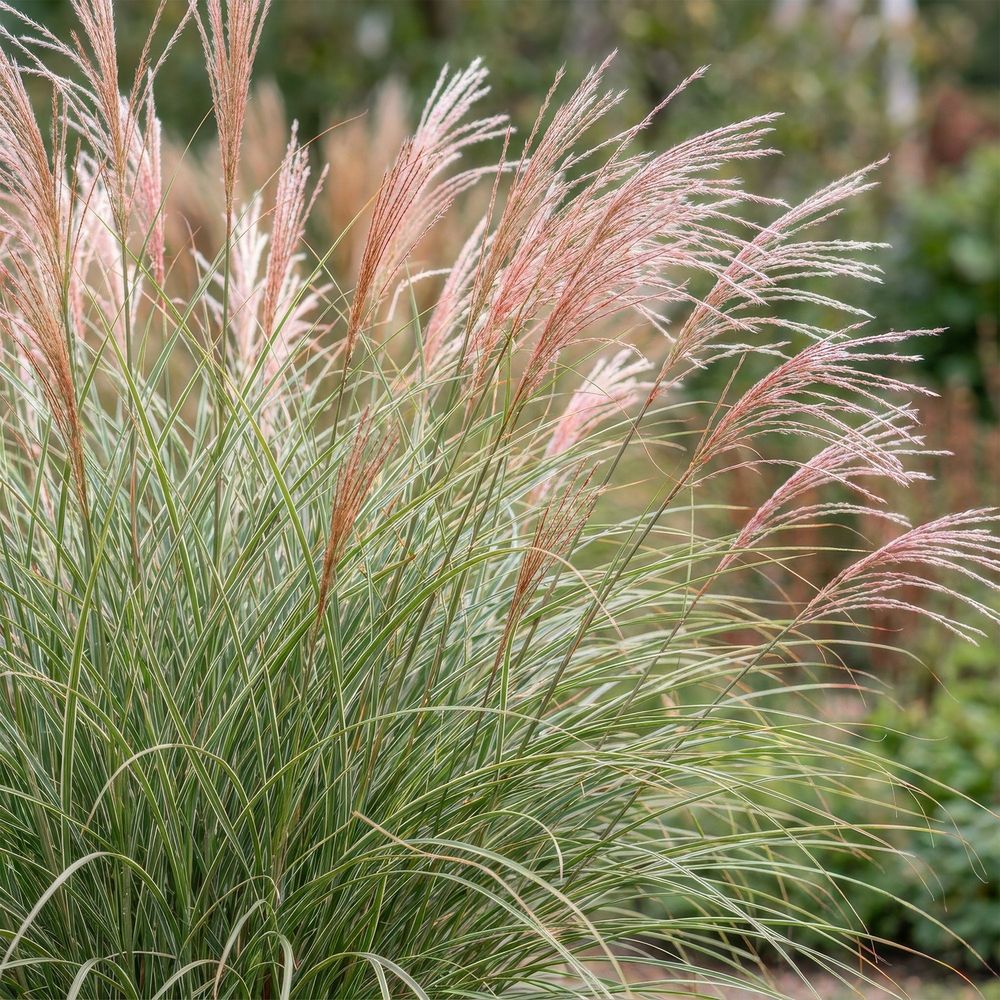 Roseau de chine 'morning light' - graminée ornementale - pot de 11cm - hauteur 25 cm - plante d’extérieur