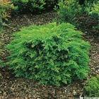 Juniperus squamata 'holger':pot 4l