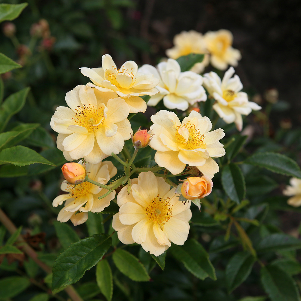 Rosier grimpant 'siluetta sunny' pot de 4l/5l