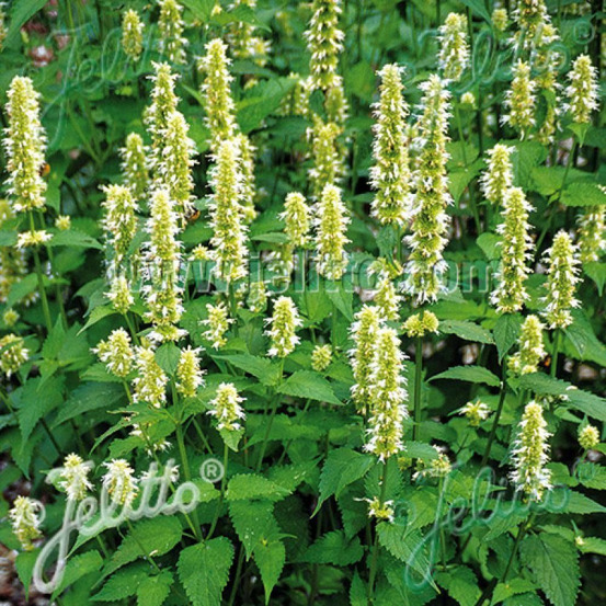 Agastache rugueuse blanche godet - 5/20 cm