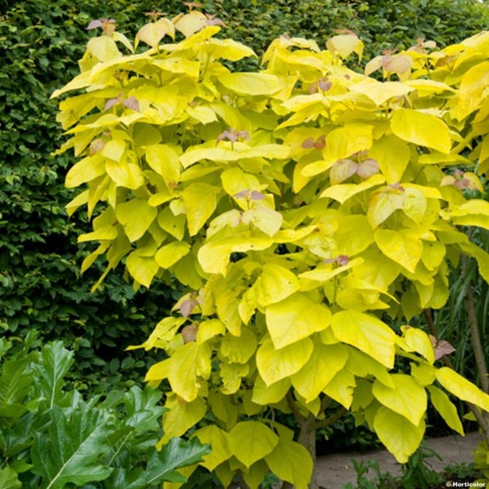 Catalpa de caroline 'aurea' pot de 4l/5l