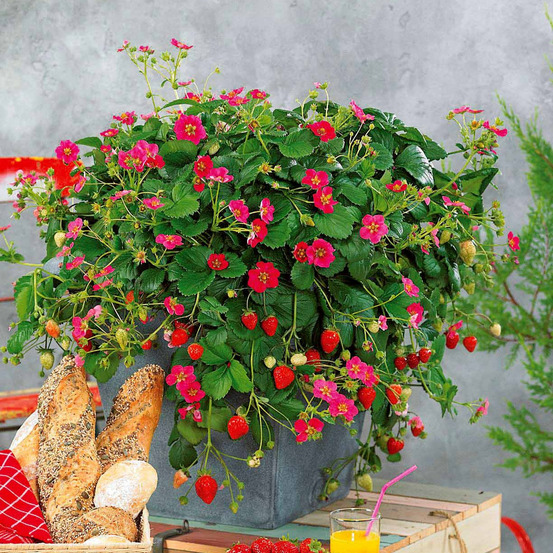 3 fraisiers remontants à fleurs roses toscana - les 3 pots / ø 10.5cm