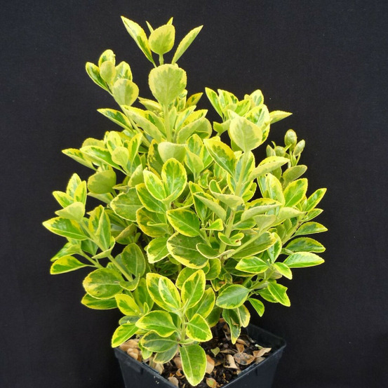 Fusain du japon aureomarginatus, euonymus pot de 3l - 40/60 cm