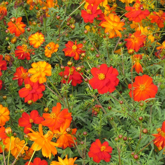 Cosmos sulphureux 'ladybird mixed' sachet de 2.5g