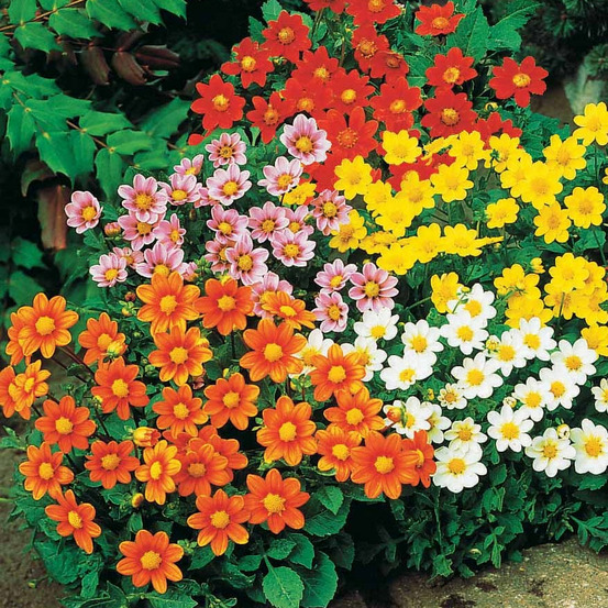 5 dahlia miniature topmix en mélange - le sachet de 5 bulbes / calibre ii, vendu par lot de 2