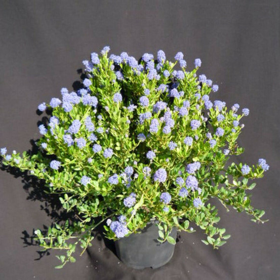 Céanothe, lilas de californie skylark pot de 7,5l - 40/60 cm