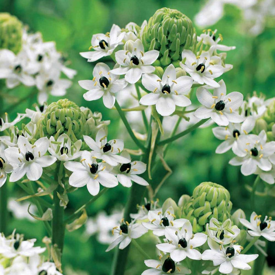 3 ornithogales - etoile de bethléem - le sachet de 3 bulbes / circonférence 12cm+, vendu par lot de 2