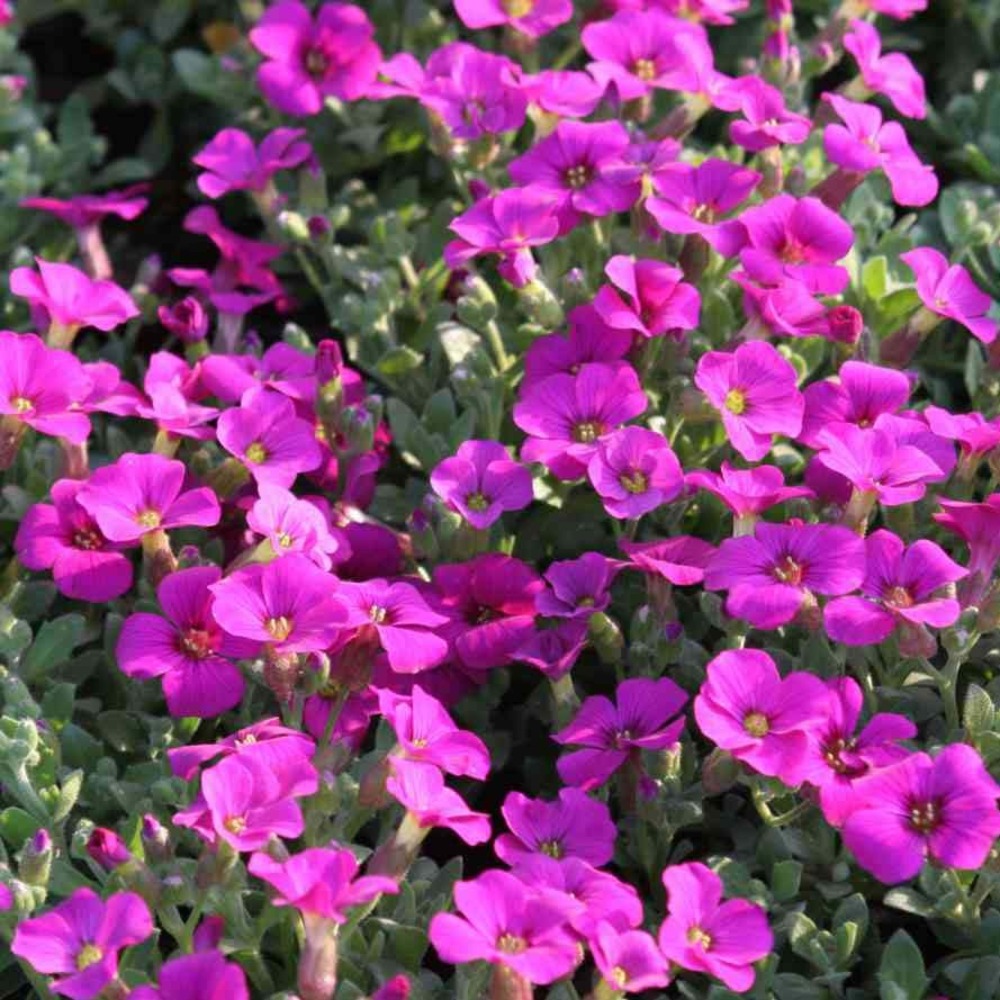 Aubriète 'rose-red' pot de 2l/3l