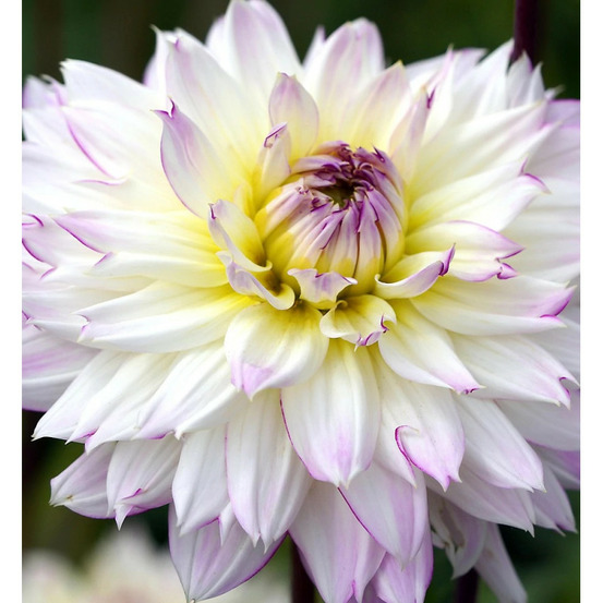 Bulbe de dahlia décoratif crazy love sachet de 1 bulbe