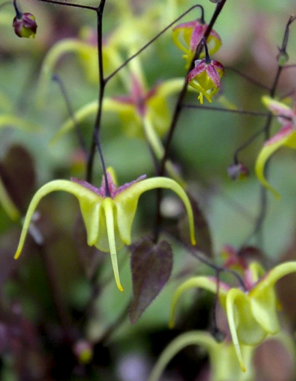 Fleur des elfes davidii godet de 8/9 cm