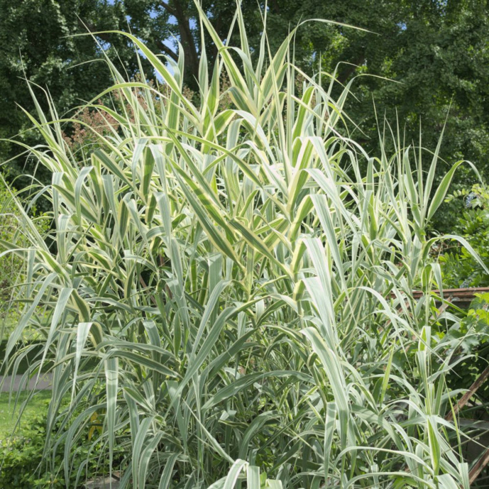 Canne de provence variegata pot de 4l - 40/60 cm