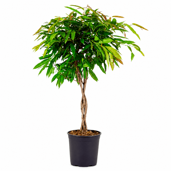 Ficus amstel king à tronc tressé - h 130 cm, pot ø27 cm