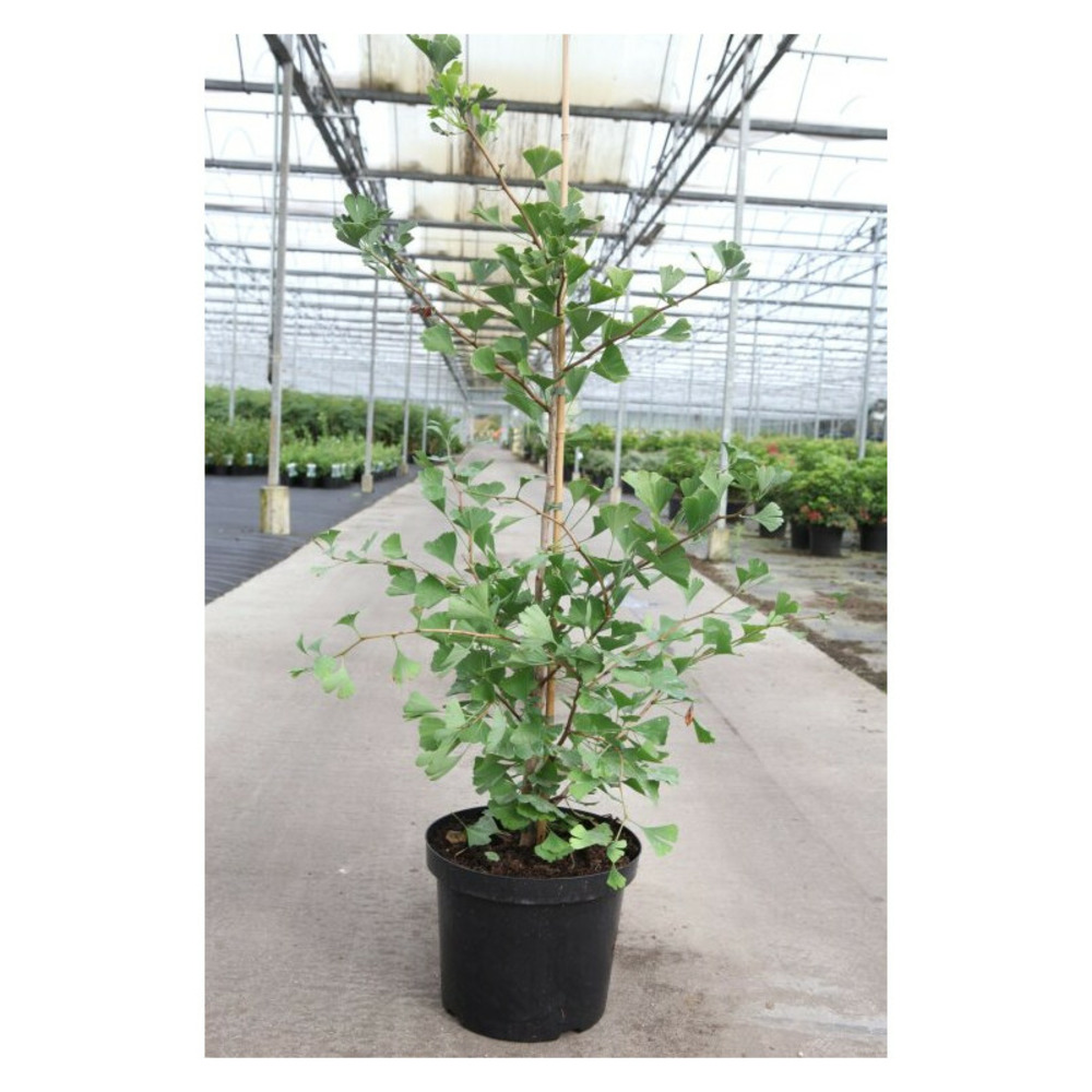 Arbre aux quarante écus fastigiata blagon - ginkgo biloba fastigiata blagon 80/100cm pot 7,5l
