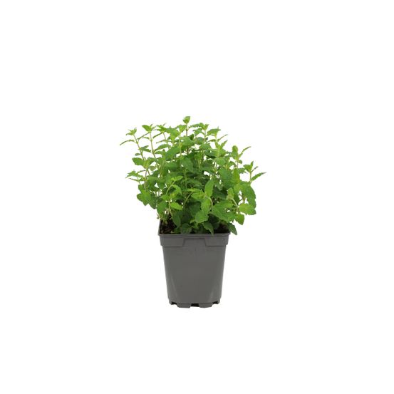 Menthe ananas pac pot 1 l