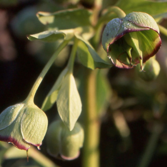 Hellébore foetidus wester flisk godet - 5/20 cm